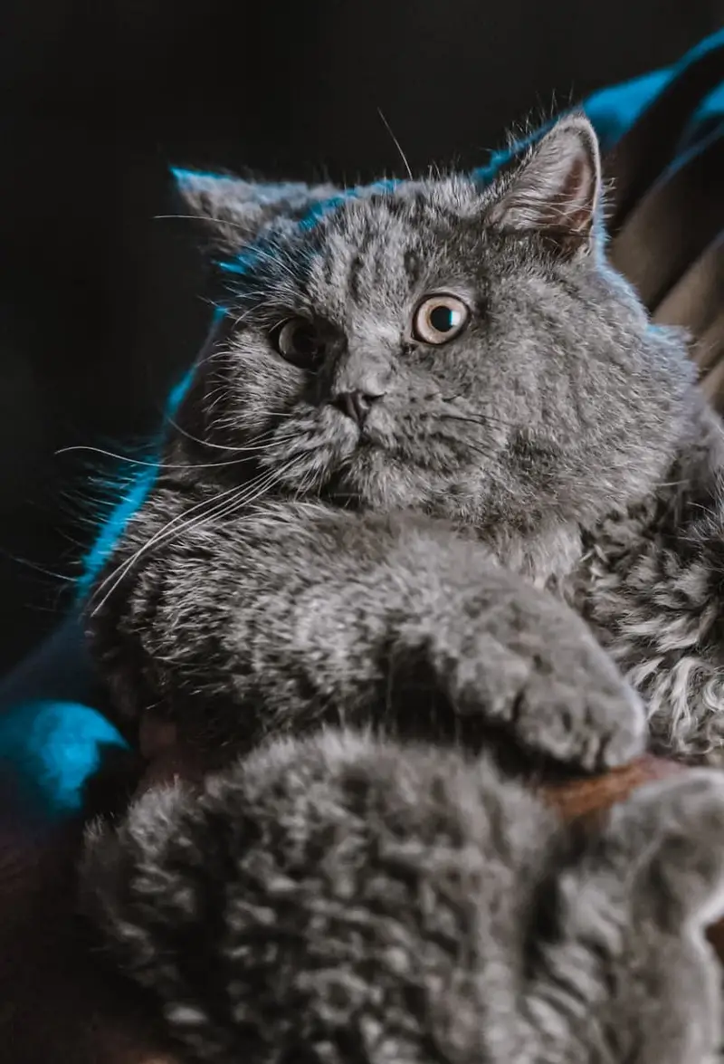 British Shorthair Neutered Male Cat – Grey — photo 5