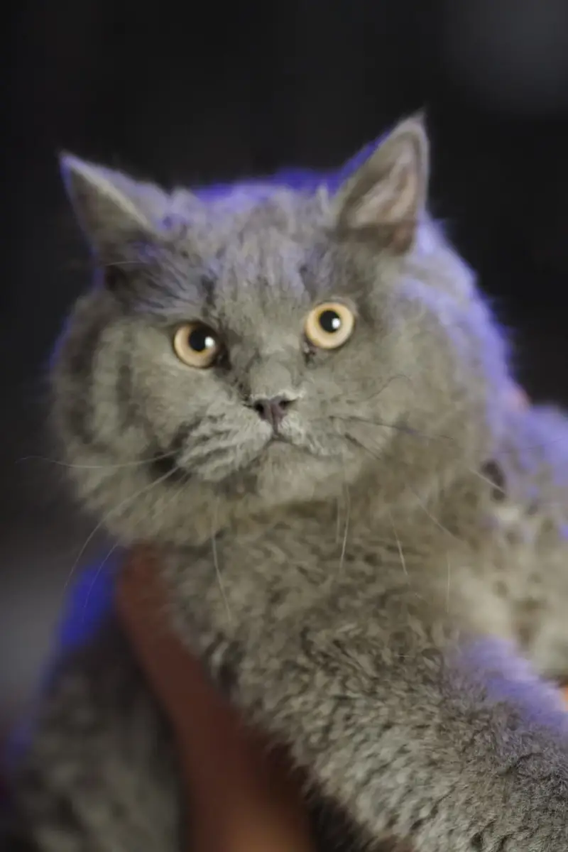 British Shorthair Neutered Male Cat – Grey — photo 7