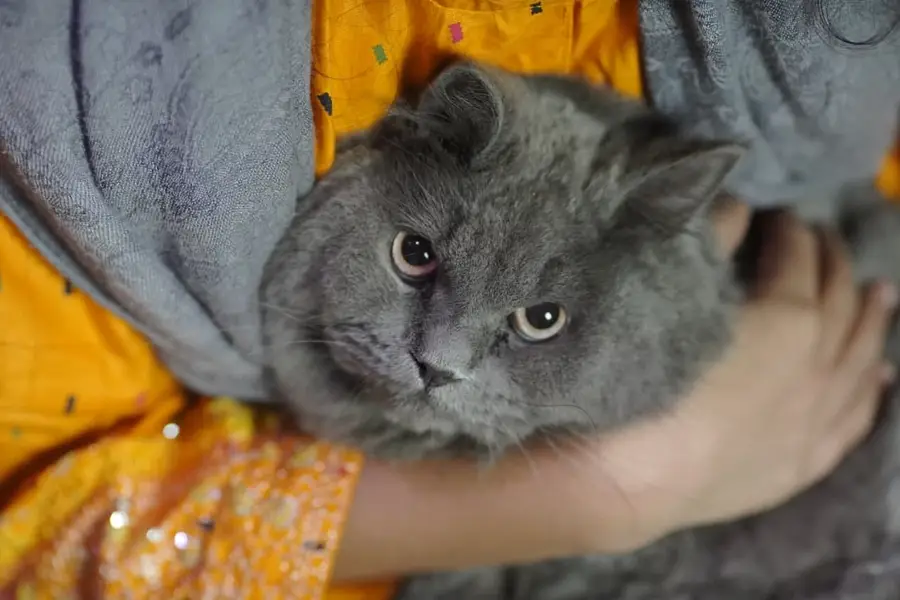 British Shorthair Neutered Male Cat – Grey — photo 8
