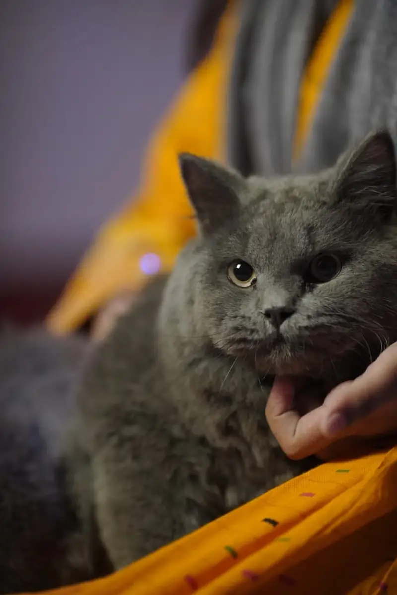 British Shorthair Neutered Male Cat – Grey — photo 9