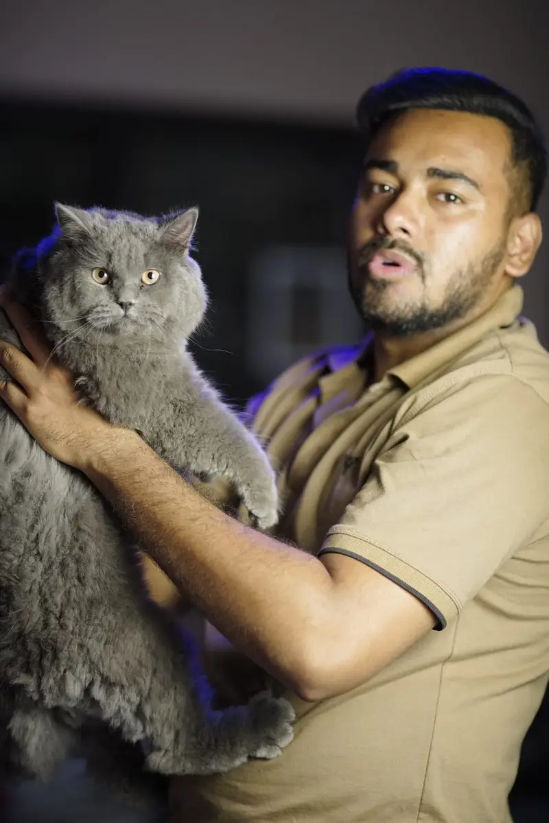 British Shorthair Neutered Male Cat – Grey — photo 10