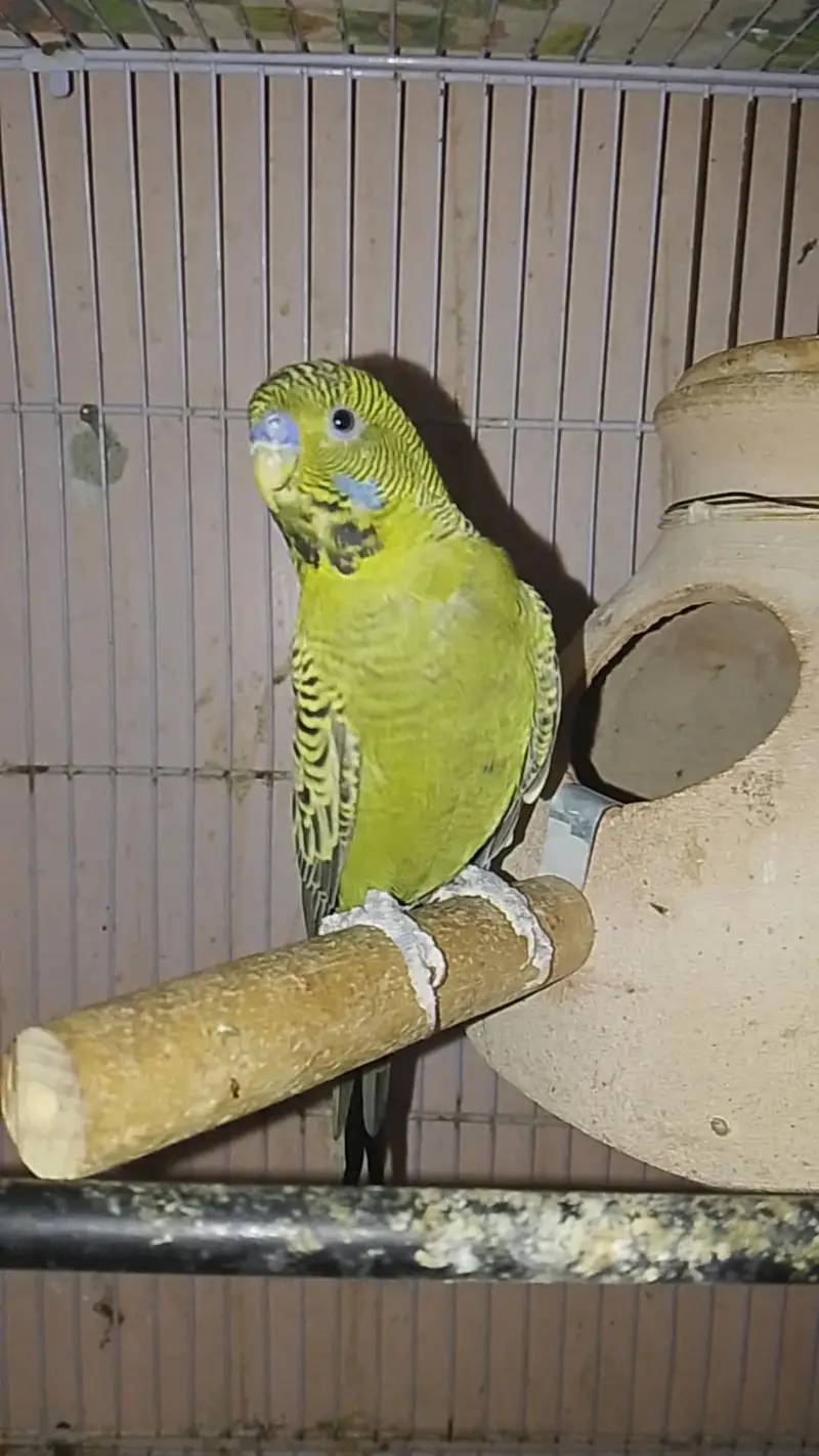 Green Blackface Splits Blue — photo 2