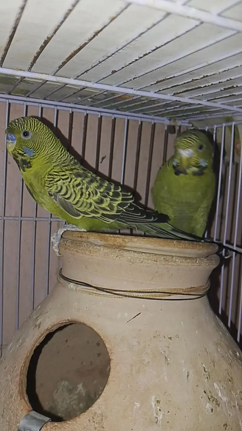 Green Blackface Splits Blue — photo 4