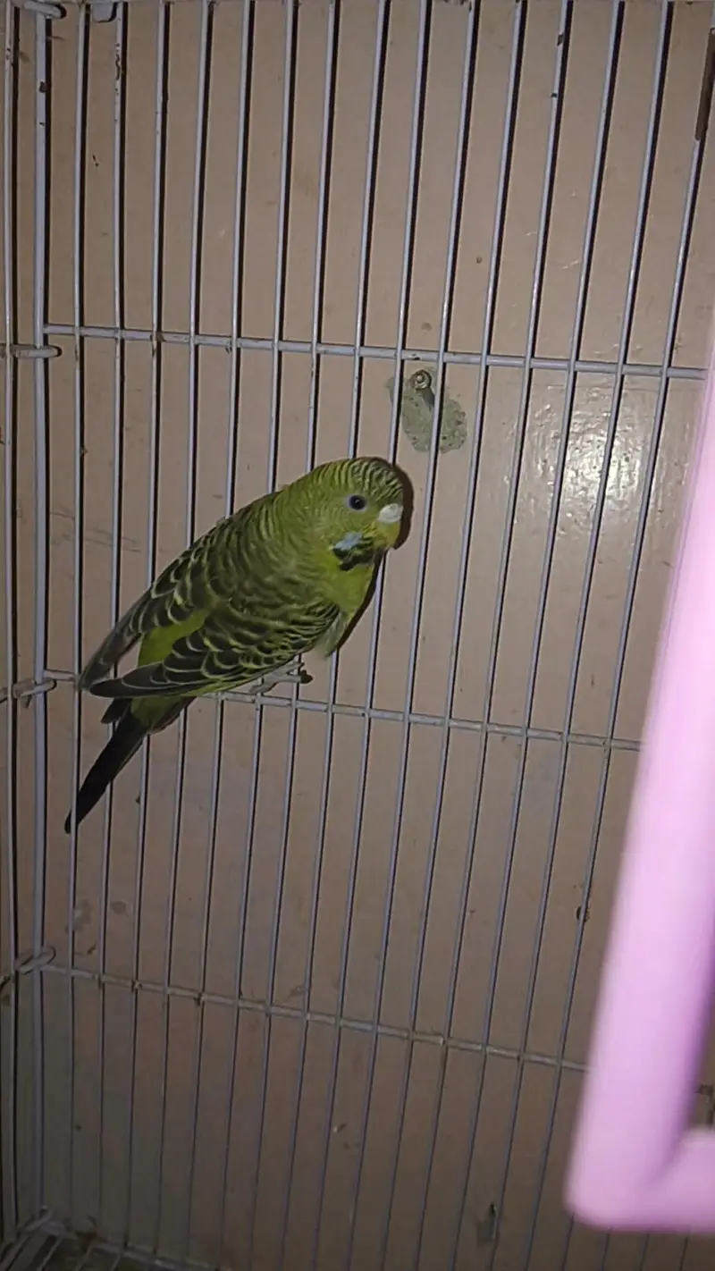 Green Blackface Splits Blue — photo 5