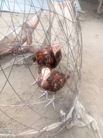 Aseel Chicks pair