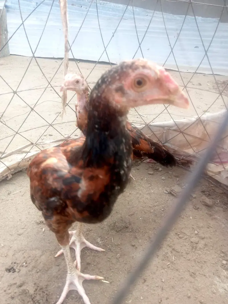 Aseel Chicks pair — photo 2