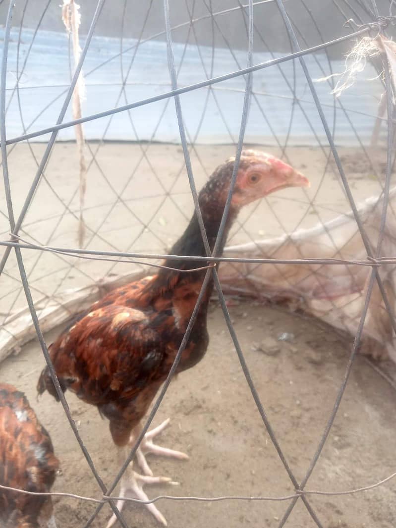 Aseel Chicks pair 2