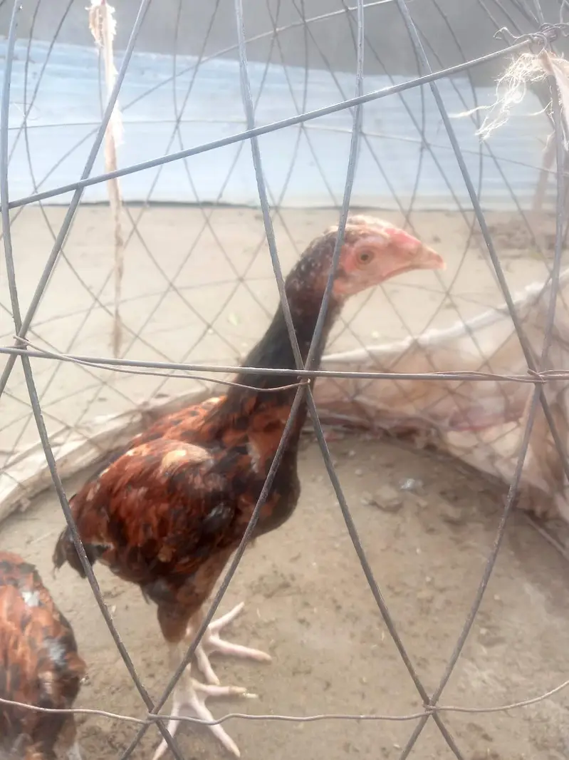 Aseel Chicks pair — photo 3