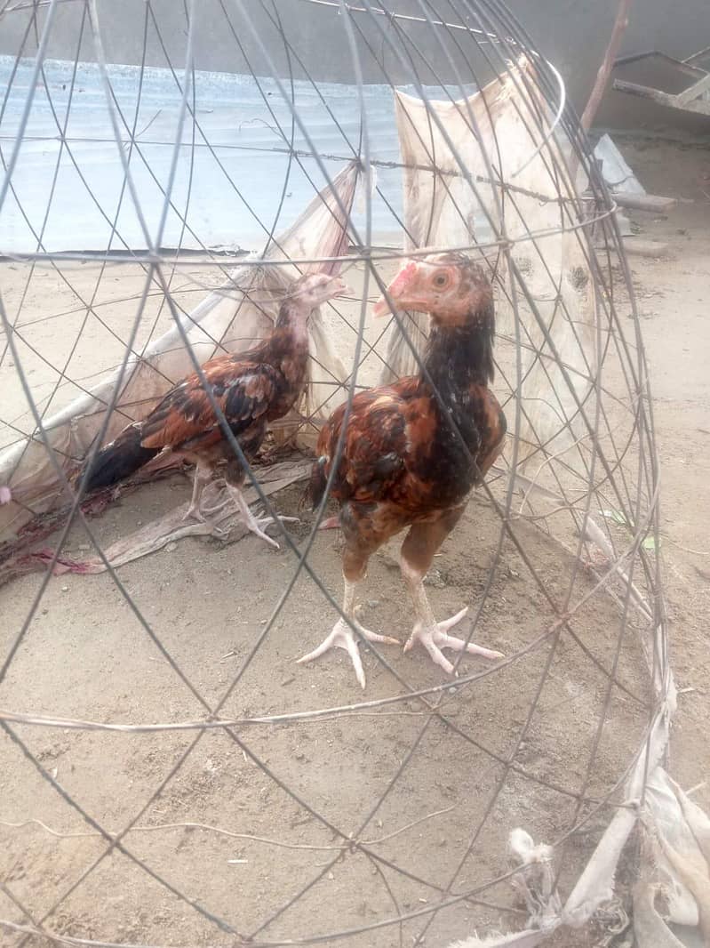 Aseel Chicks pair 3