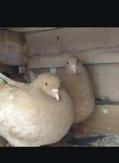 modena king pair breedr