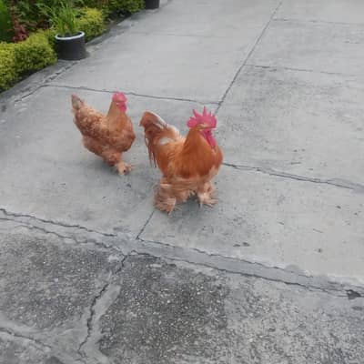 Golden buff breeder pair