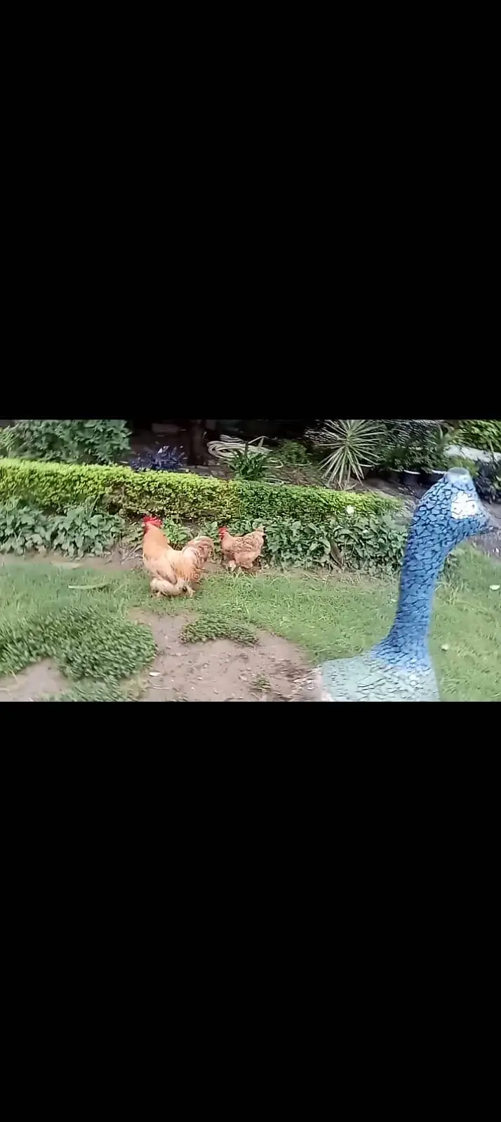 Golden buff breeder pair — photo 2