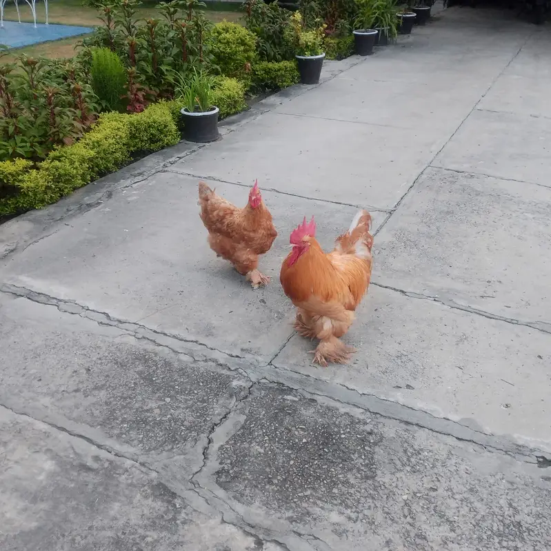 Golden buff breeder pair — photo 3
