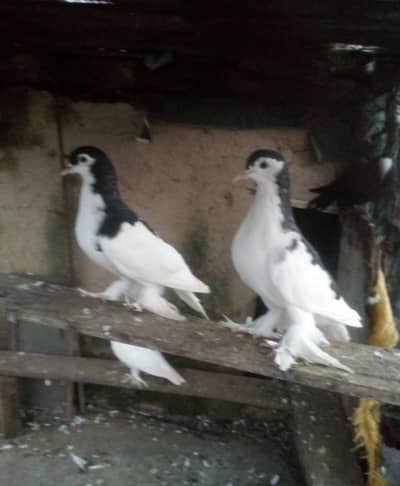 sherazi pairs for sale