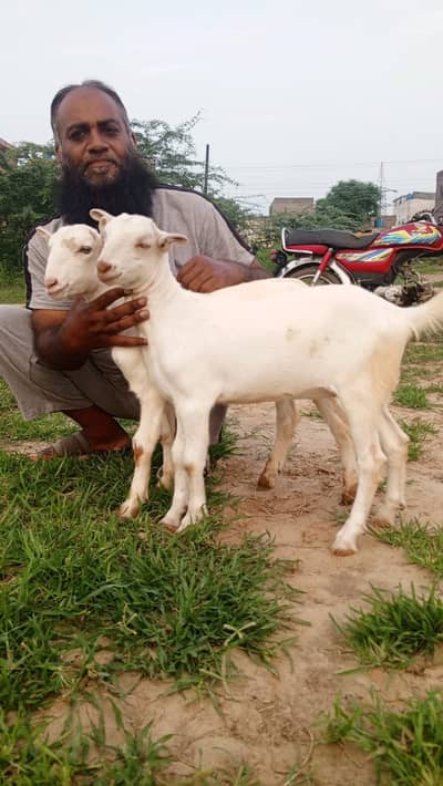 White Teddy pair | Goat Pair for sale | bakra | bakri | goat