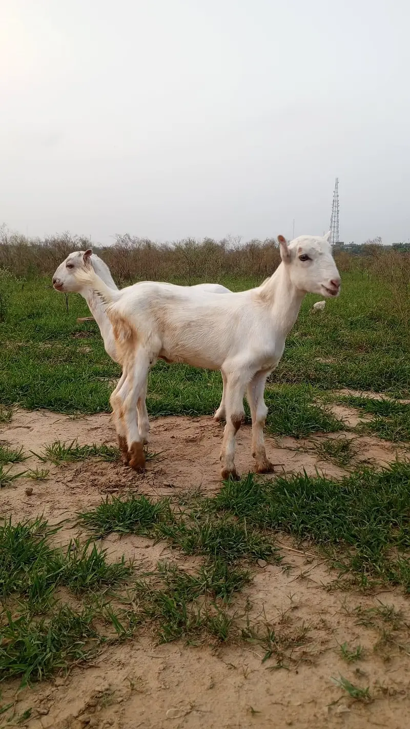 White Teddy pair | Goat Pair for sale | bakra | bakri | goat — photo 2