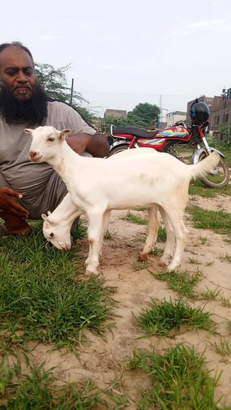 White Teddy pair | Goat Pair for sale | bakra | bakri | goat — photo 3