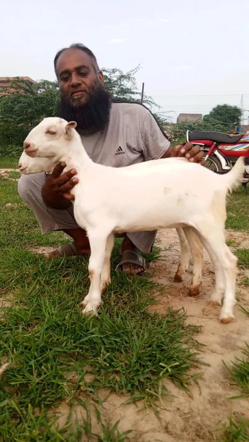 White Teddy pair | Goat Pair for sale | bakra | bakri | goat — photo 4