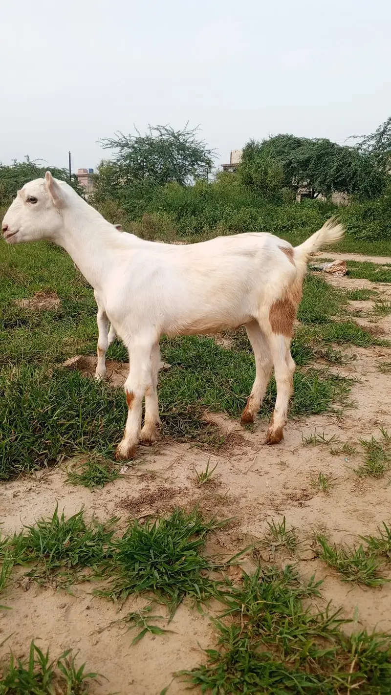White Teddy pair | Goat Pair for sale | bakra | bakri | goat — photo 5