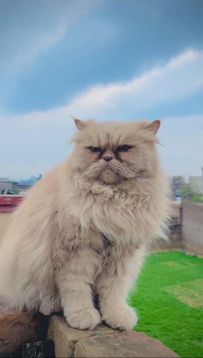 Persian pregnant cat piki peki feemale kittens cats