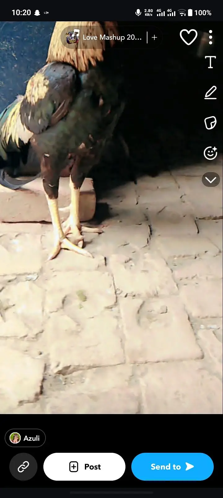 jawa aseel — photo 3