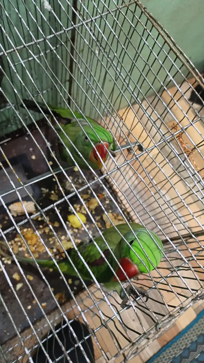 raw parrot pear age 1.5 year — photo 2
