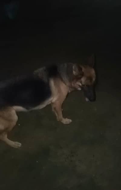 Argent sale Garman shafat brader female