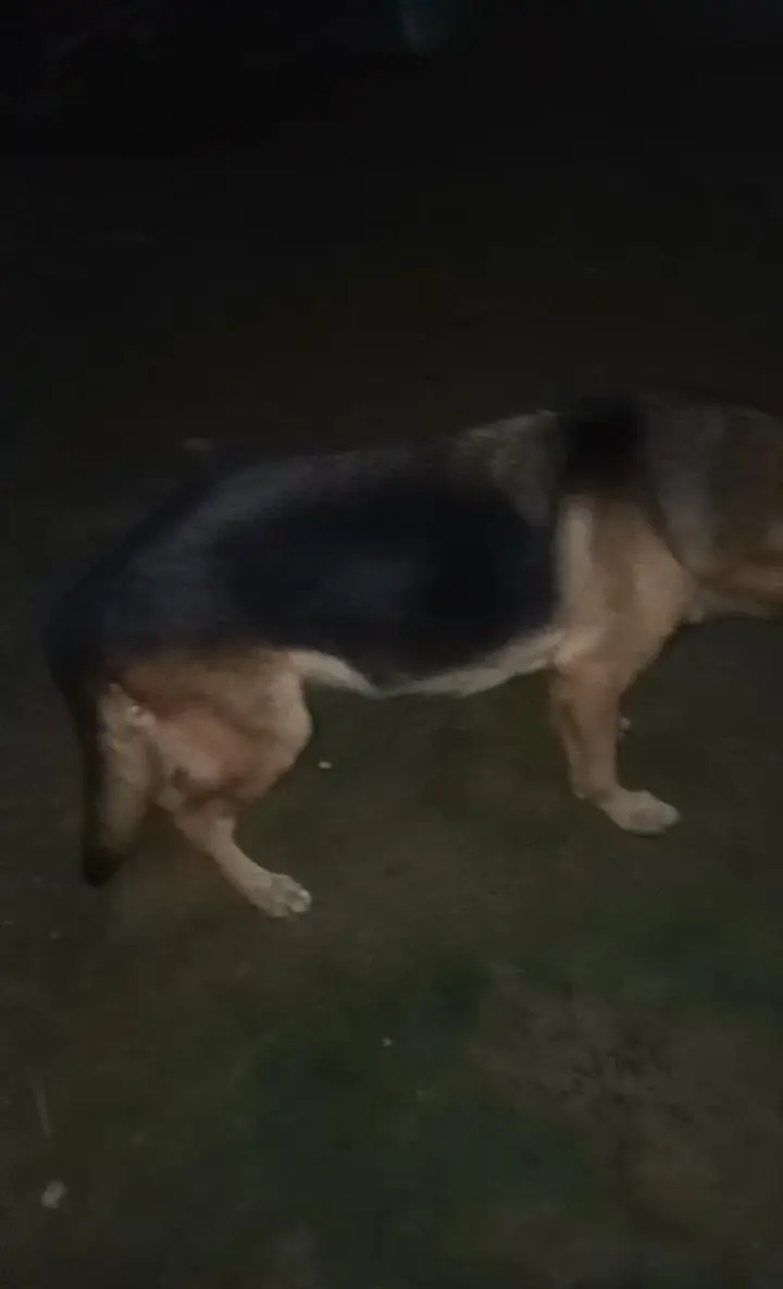 Argent sale Garman shafat brader female — photo 2