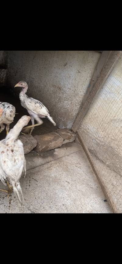 Aseel chicks for sale urgent