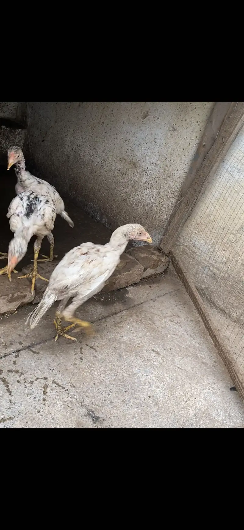 Aseel chicks for sale urgent — photo 2