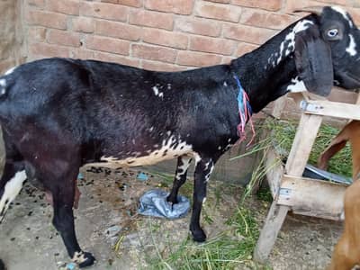 Desi Goat with Nagri Breed Male Kid–Desi Male Goat khera for sale