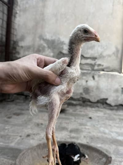 Shamo chicks