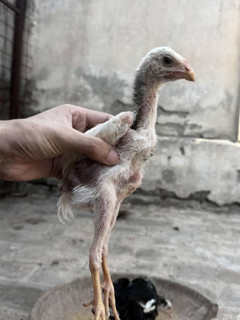 Shamo chicks 0