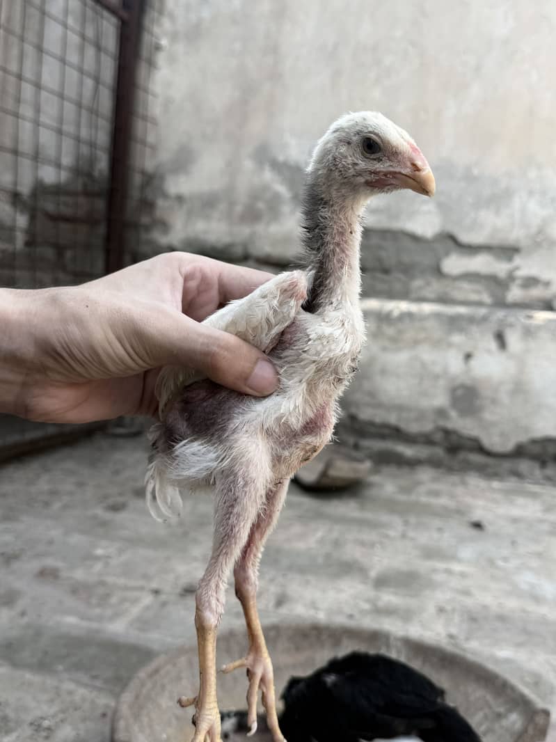 Shamo chicks 1
