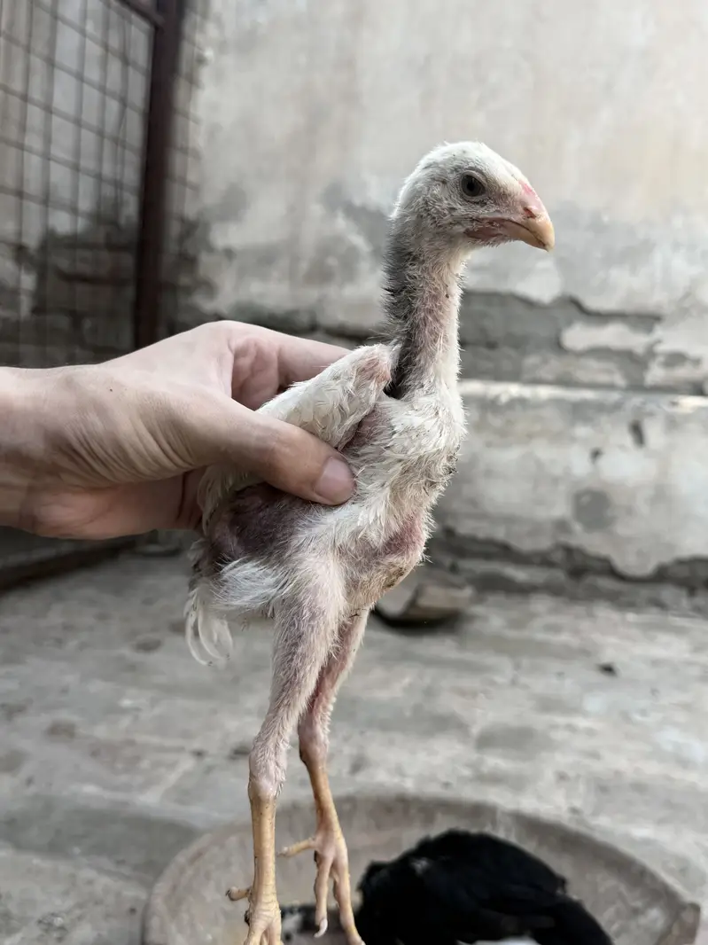 Shamo chicks — photo 2