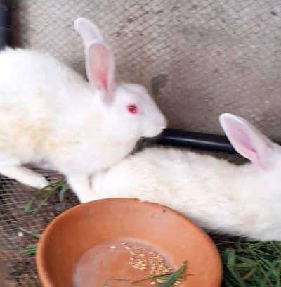 دیسی خرگوش ۔ Rabbits