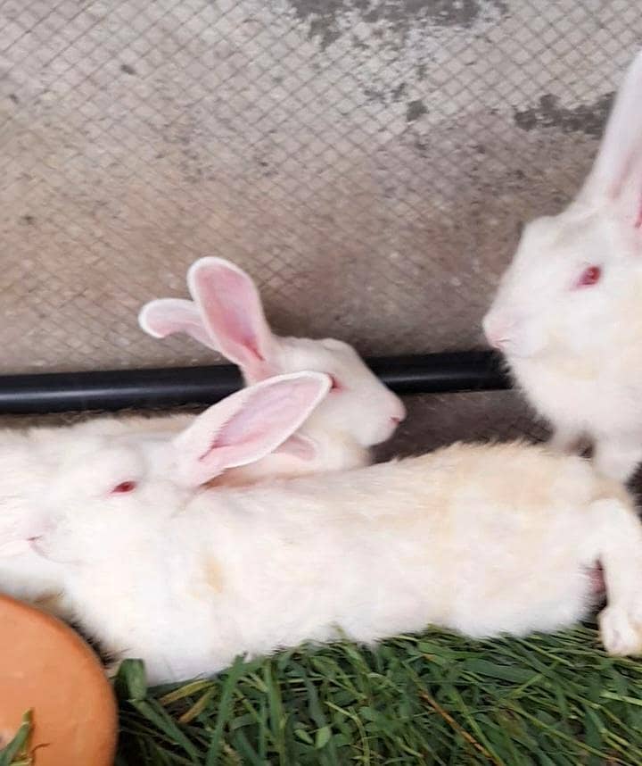 دیسی خرگوش ۔ Rabbits 1
