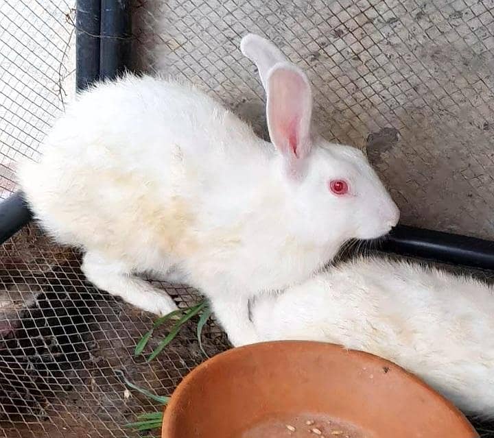 دیسی خرگوش ۔ Rabbits 2