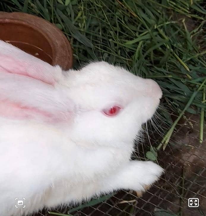 دیسی خرگوش ۔ Rabbits 3