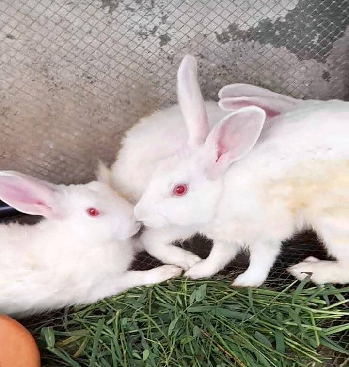 دیسی خرگوش ۔ Rabbits 4