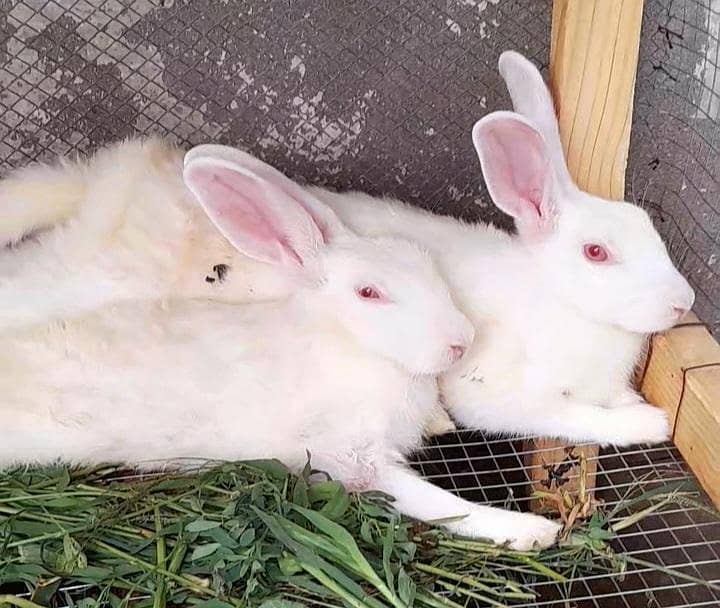 دیسی خرگوش ۔ Rabbits 5