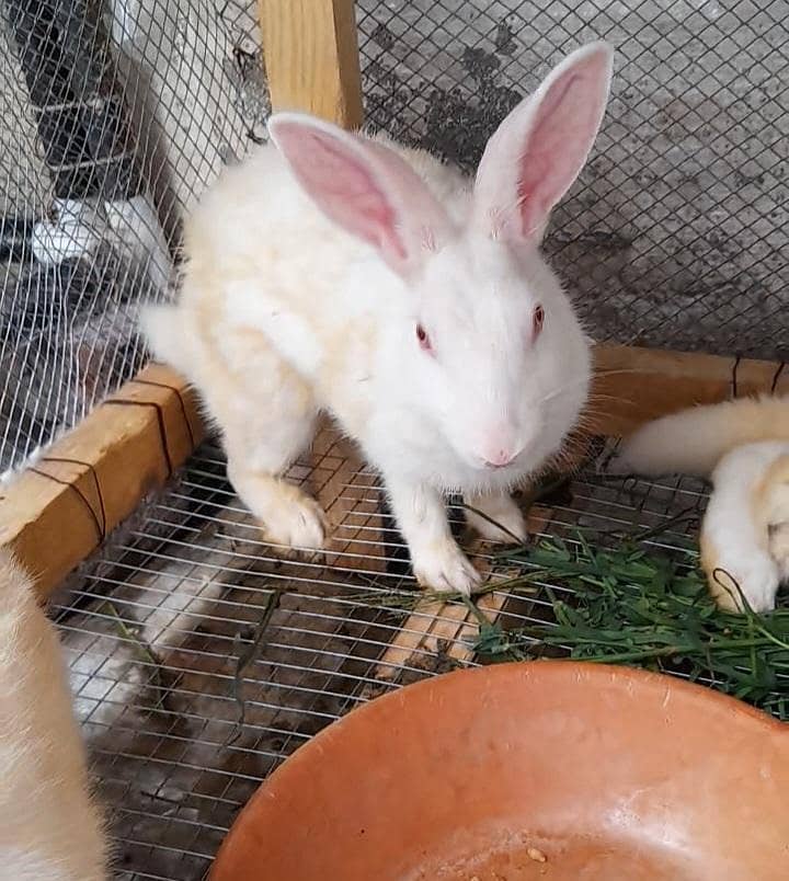 دیسی خرگوش ۔ Rabbits 6