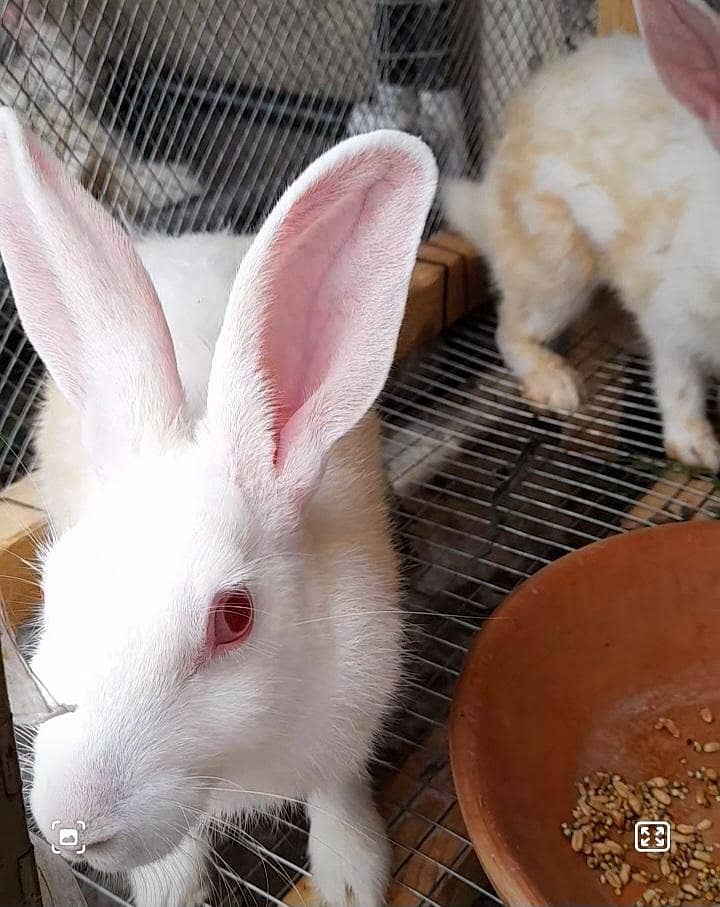 دیسی خرگوش ۔ Rabbits 7