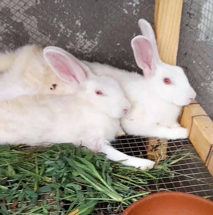 دیسی خرگوش ۔ Rabbits 8