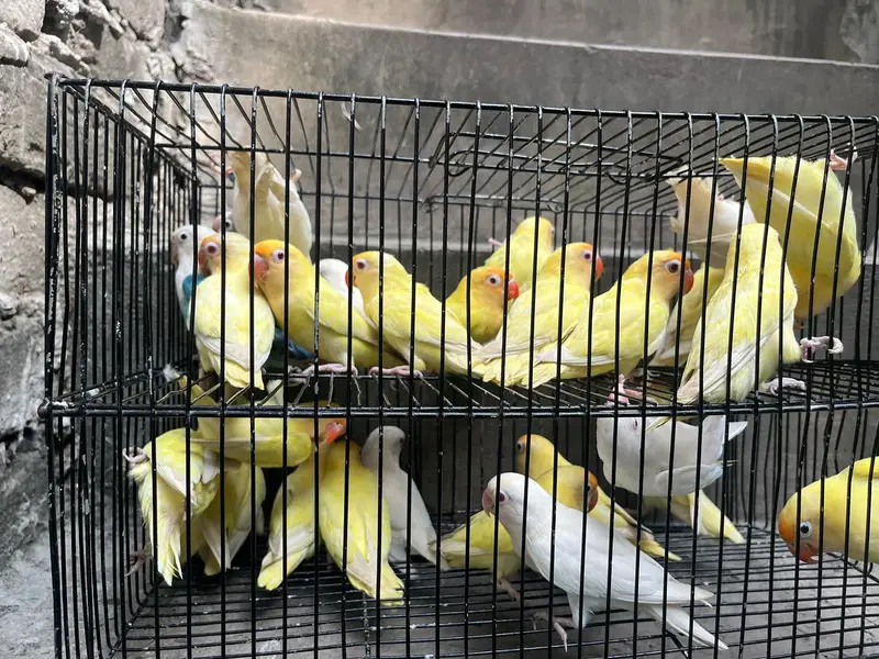 love birds — photo 2