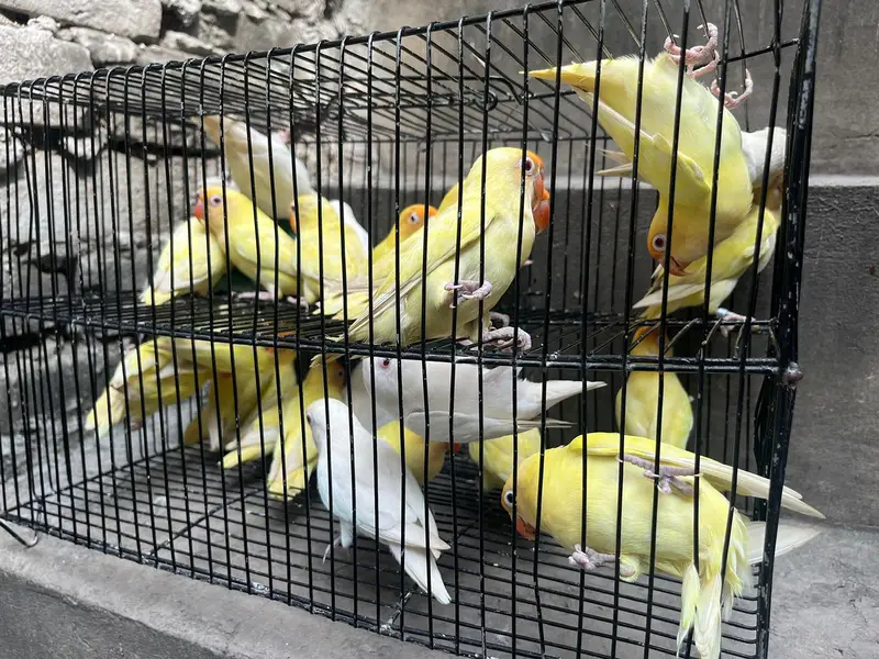 love birds — photo 3