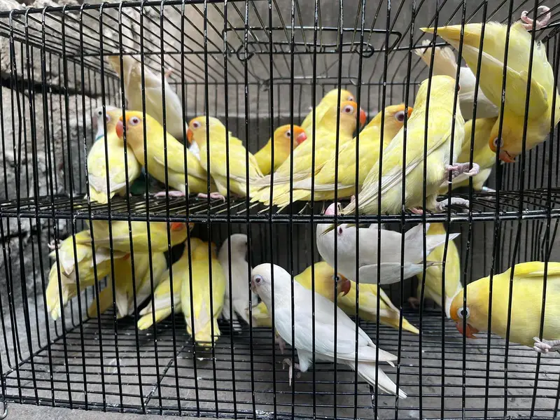 love birds — photo 4