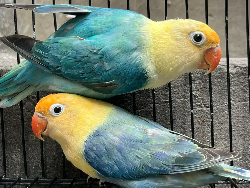 love birds — photo 6