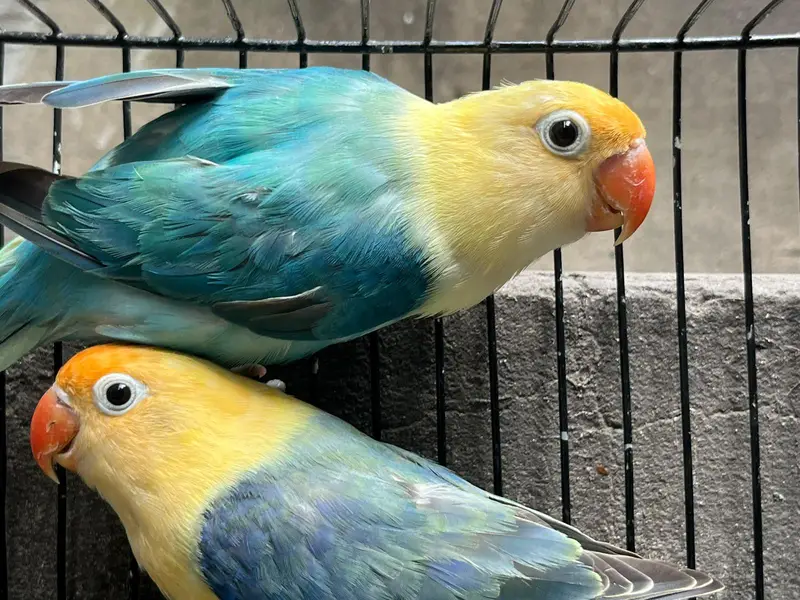 love birds — photo 7