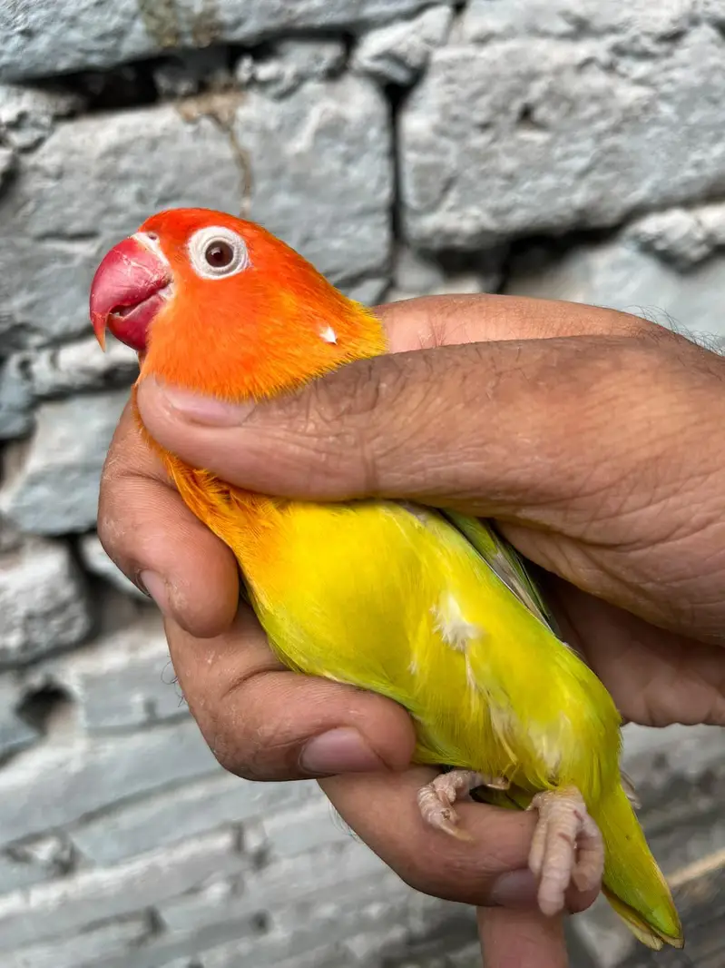 love birds — photo 8